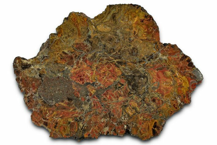 Polished Petrified Wood (Araucarioxylon) Slab - Arizona #358873